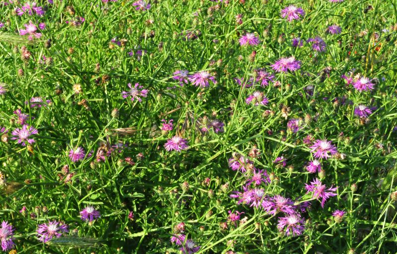 Centaurea napifolia / Fiordaliso romano